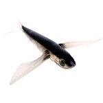 Fishing Lure Seawater Fishing Bait Flying Fish Lure