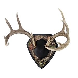 Allen Huge Buck Trophy Mount Kit with Engravable Plate